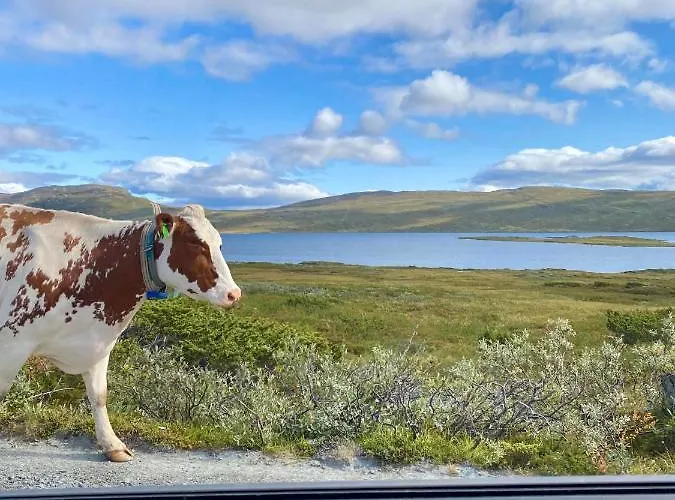 Haugseter Fjellstue As Casa de hóspedes